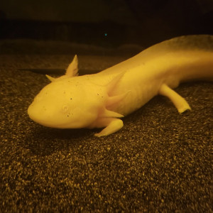 Publication de loorea