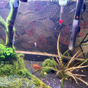 Publication de laetifolie25