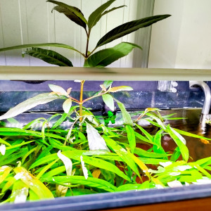 Publication de bryce