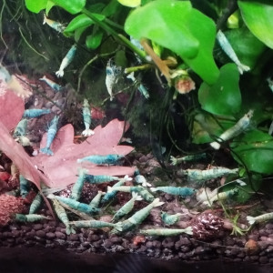 Publication de Olivier1977