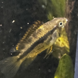 cichlidé nain Apistogramma cacatuoides