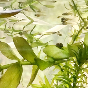 Bébés guppys endler tigre à donner