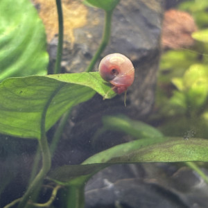 Publication de MamZ-L94