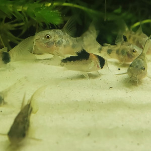 Corydoras duplicareus