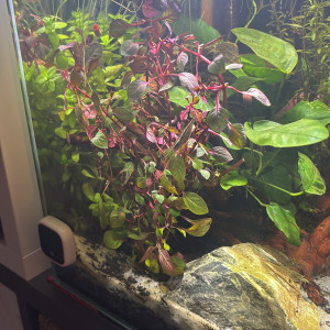 Publication de MamZ-L94