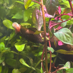 Publication de MamZ-L94