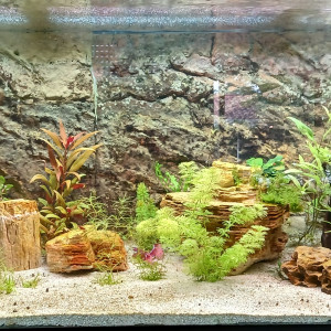 Publication de Pataugeur