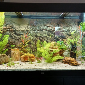 Juwel Rio 350