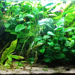 Bac jungle