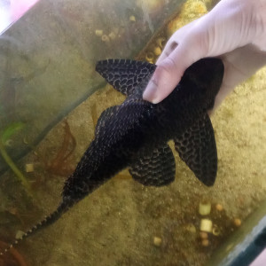 Pleco67