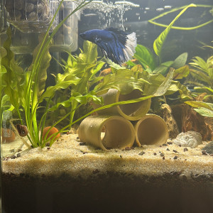 Publication de MamZ-L94