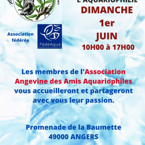 Publication de Baby-Yoda