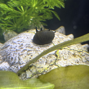 Publication de MamZ-L94