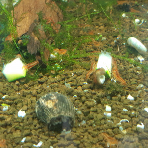 Publication de PORTELLI