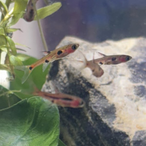 Publication de MamZ-L94