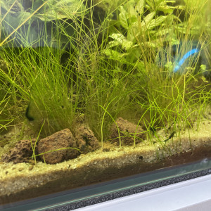 Publication de Tayrox