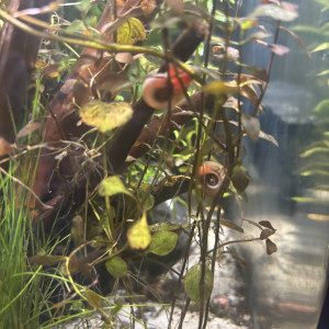 Publication de MamZ-L94