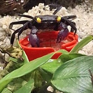 Publication de Pierrot-la-lune