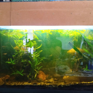 Publication de Benouille