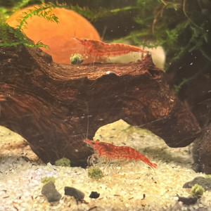 Publication de MamZ-L94