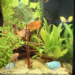 Publication de Pierrot-la-lune