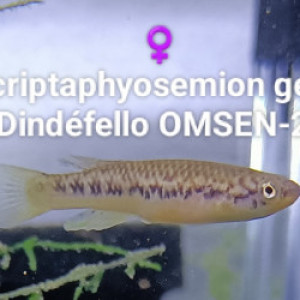212  02 Femelles  Scriptaphyosemion geryi  Dindéfello OMSEN-21