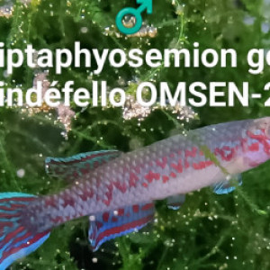 211 01 Males Scriptaphyosemion geryi  Dindéfello OMSEN-21