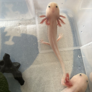 Jeunes Axolotls