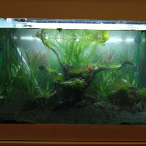 Publication de Greenfish63