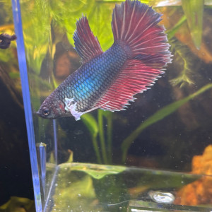 Publication de MamZ-L94