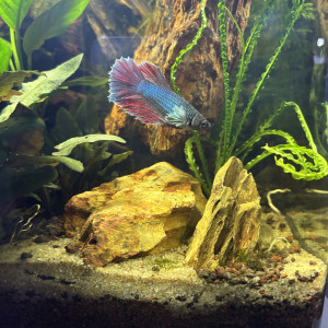 Publication de MamZ-L94