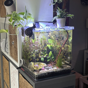 Publication de MamZ-L94