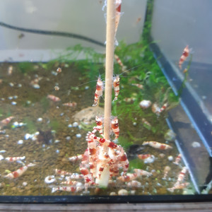 Publication de PORTELLI