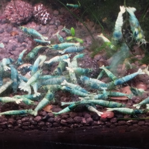 Publication de Olivier1977