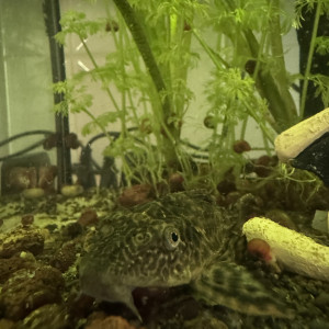 Pleco commun