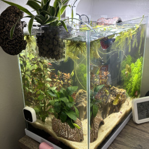 Publication de MamZ-L94