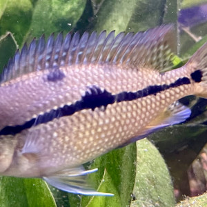 Cichlasoma Nicaraguense - Hypsophrys nicaraguensis