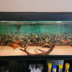 Axolotls avec aquarium