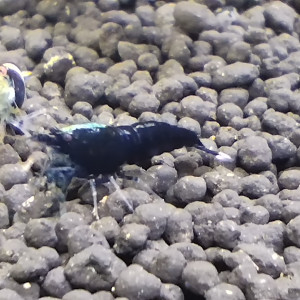 Publication de Olivier1977