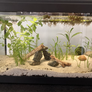 Publication de Zalphab