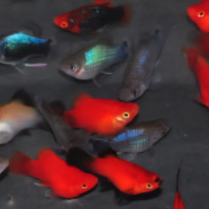 Publication de Garet