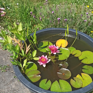 Publication de shanganagh-takhisis