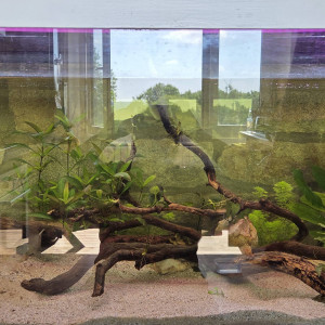 Publication de Dwinell