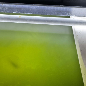 Publication de Polo37