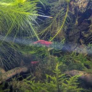 Guppy éléphant/Neocaridina/plantes