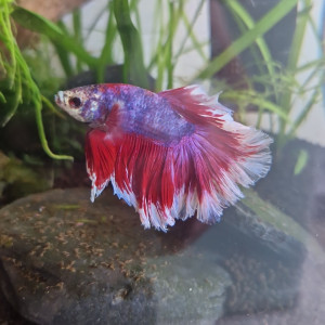 Publication de KaSHTeKyX