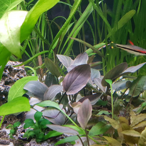 Publication de NEGUS69