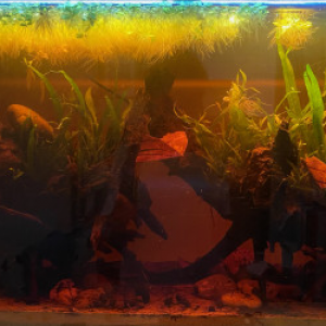 Biotope Bornéo