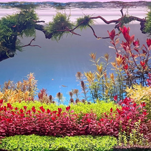 Publication de Edmon