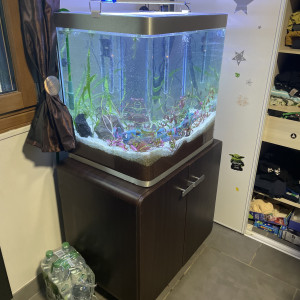À donner poisson platy